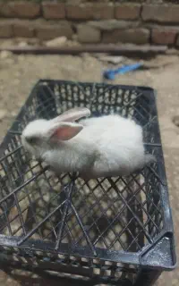 خرگوش خانگی