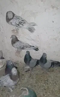 سبز سور ملقی