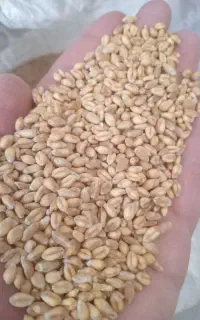گندم ابی پیشگام