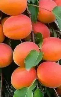 فروش دنیای نهال بصورت عمده و خرده به تمام نقاط