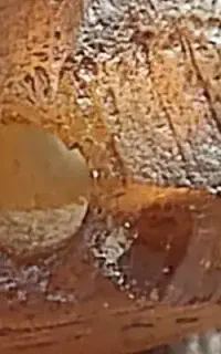 مهره ت ی ر ب ن د
