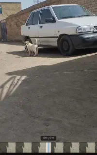 توله سگ ماده دو ماهه