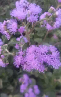 راهنمایی گلهای زیبا