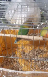 طوطی کتوله جفت