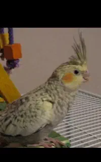 عروس هلندی گم شده