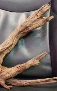 ماهی اکواریوم