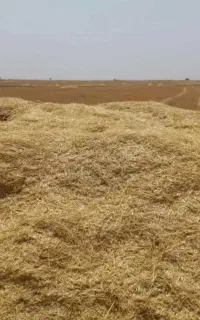 کاه دوتن