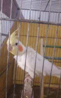 عروس ۴ ماهه با وسایل و قفس