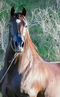 خرید و فروش اسب