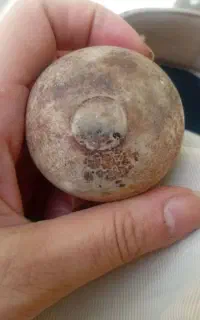 سنگ ساروج پلمپ
