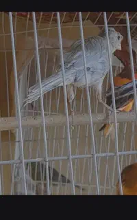 نر و ماده قناری