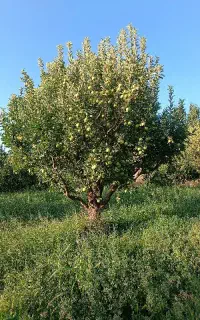 باغ سیب برایه اجاره