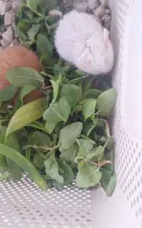 یک جفت همستر