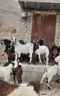 کهره نر پاکستانی درجه یک