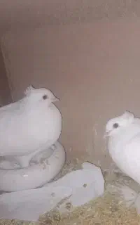 کبوتر راعبی  اصیل
