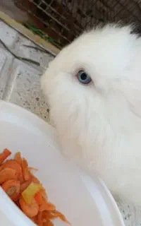 فروش خرگوش نر ۱ساله