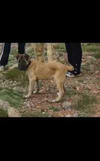 توله سراب کانگال