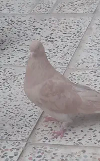 کبوترماده‌‌جوان‌مطمعن