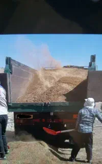 کود حیوانی و گاوی درجه ۱