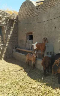 دو تا بز