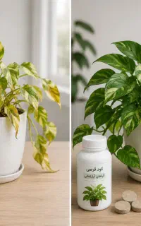رشد انفجاری گیاه