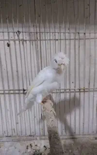 قناری
