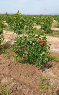 پیوندپسته وفروش ترکه