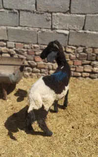 میش ابستن با بره نر