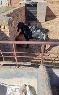 نر بز پاکستانی