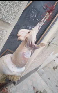 قصاب سیار ذبح گوسفند ،کهره و بره