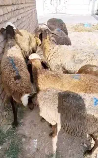 گوسفند افشاری آبستن
