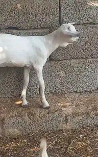 کهره ماده سومال