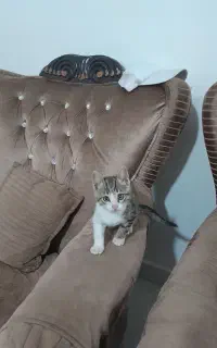 بچه گربه خونگی گم شده