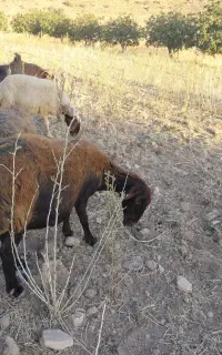 میش داشتی همو