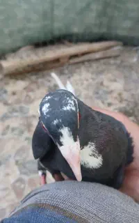کبوتر
