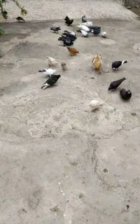 کبوتر