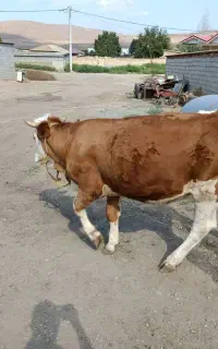 گاو سیمینتال