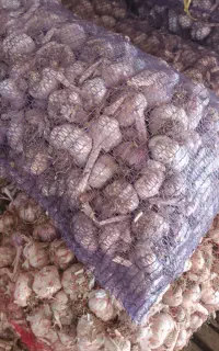 فروش سیر بذری اصل گوگان