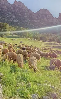 گله داری
