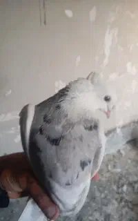 لانه قدیم