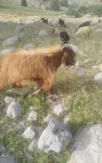 فروش 5جفت کهره نر