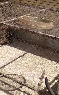 قفس