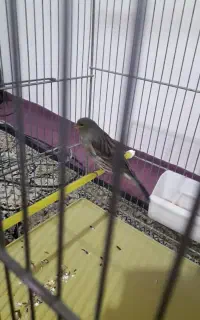 قناری ماده