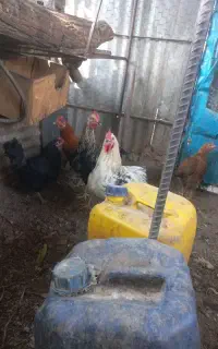 معاوضه خروس با مرغ