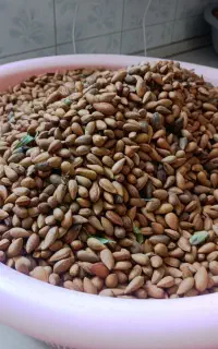 الوک تازه و عالی