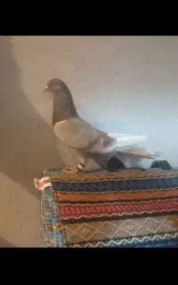 نر بوز با دوتا حلقه تو پاش