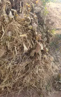 علوفه یونجه نیستش علف معمولی هستش