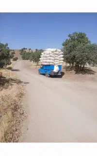 کاه گندم دیم