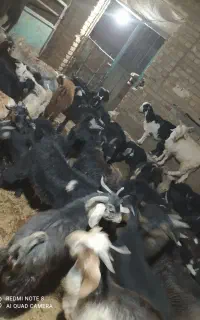 پنجاه عدد بزغاله نر و ماده