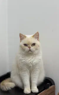 گربه بریتیش ماده